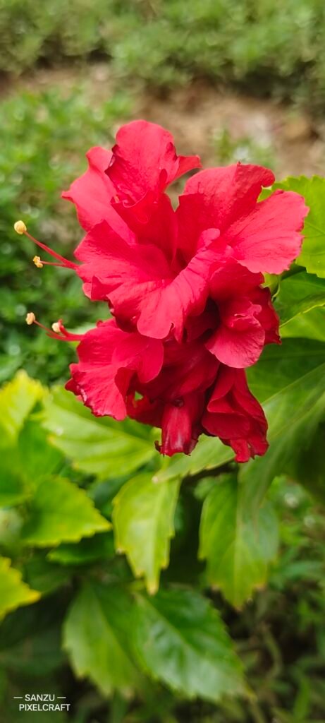 Red hibiscus flower in a lush green garden | Nature Photography by SANZU Pixelcraft